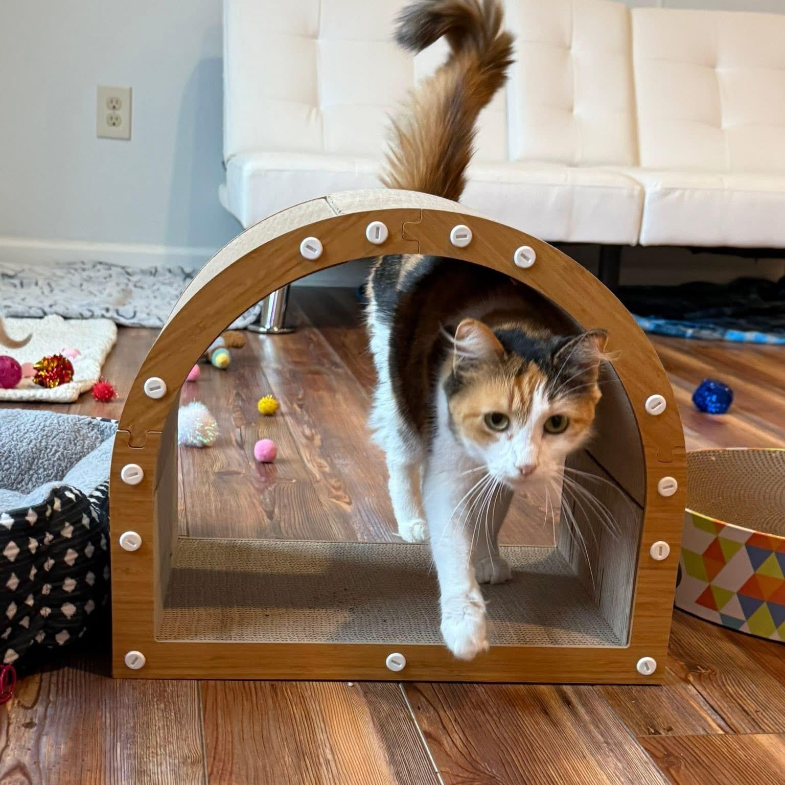 Enlarge Mama Boomchickapop, a ADOPTABLE Calico in Blanch, NC image 2/6