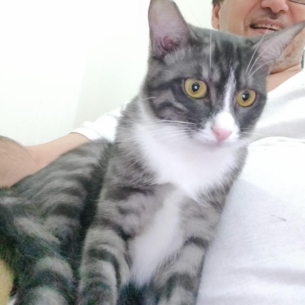 Enlarge Inezhok & Iriska, a Adoptable Domestic Short Hair in Waltham, MA image 3/5