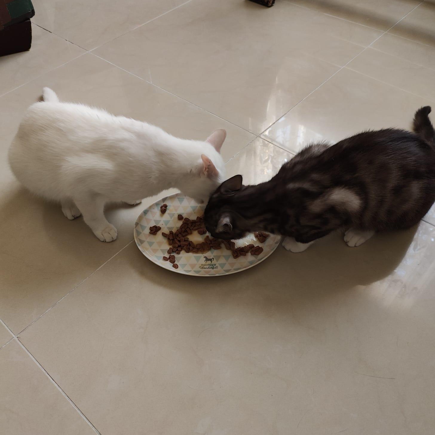 Inezhok & Iriska, Adoptable, Young Male Domestic Short Hair.