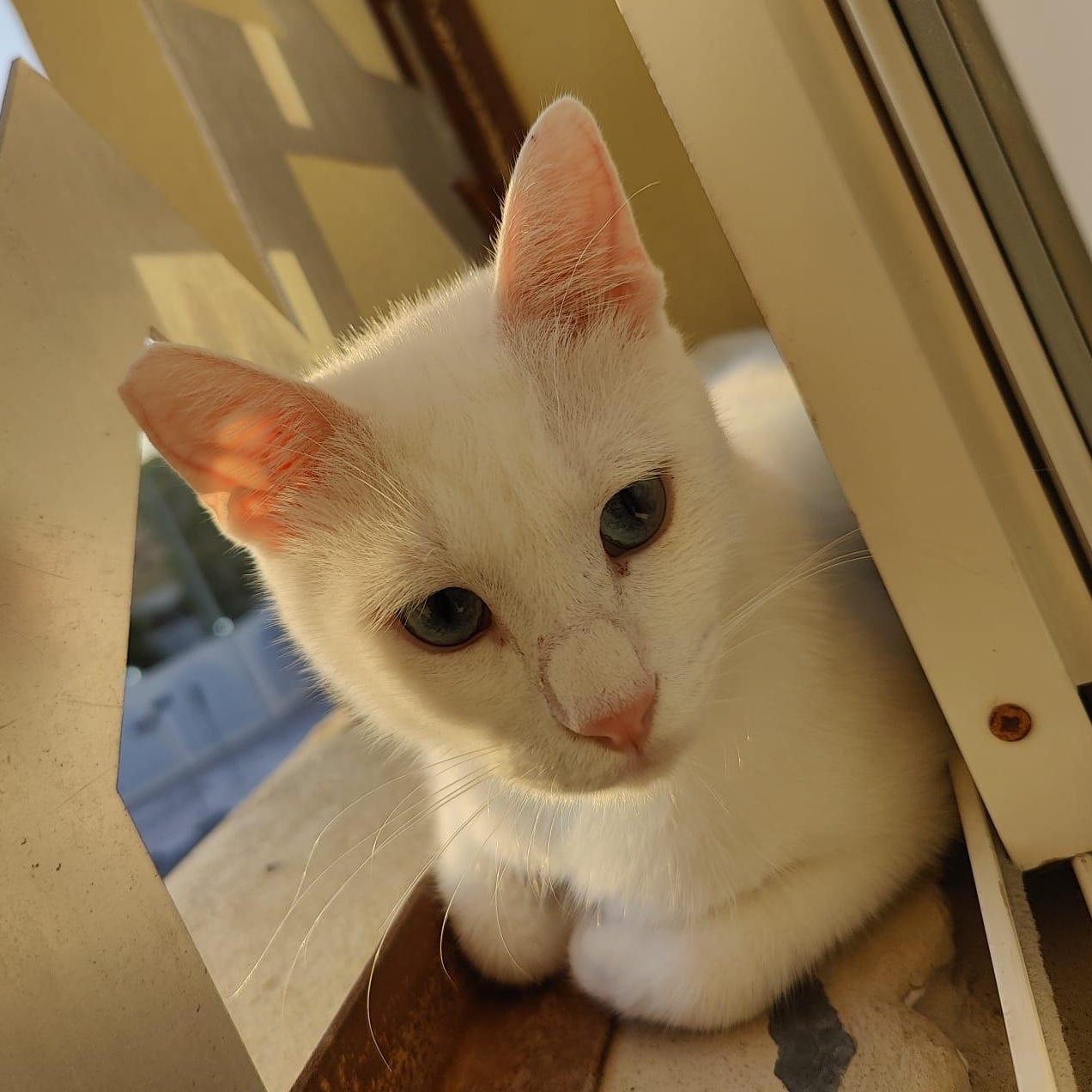 Enlarge Inezhok & Iriska, a Adoptable Domestic Short Hair in Waltham, MA image 2/5