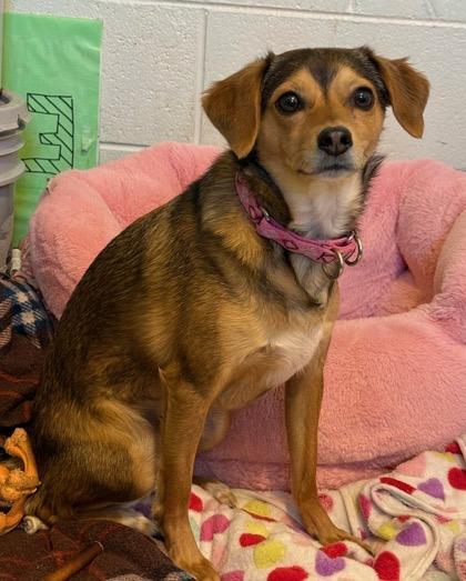 Beanie Girl, ADOPTABLE, Adult Female Chihuahua & Feist.