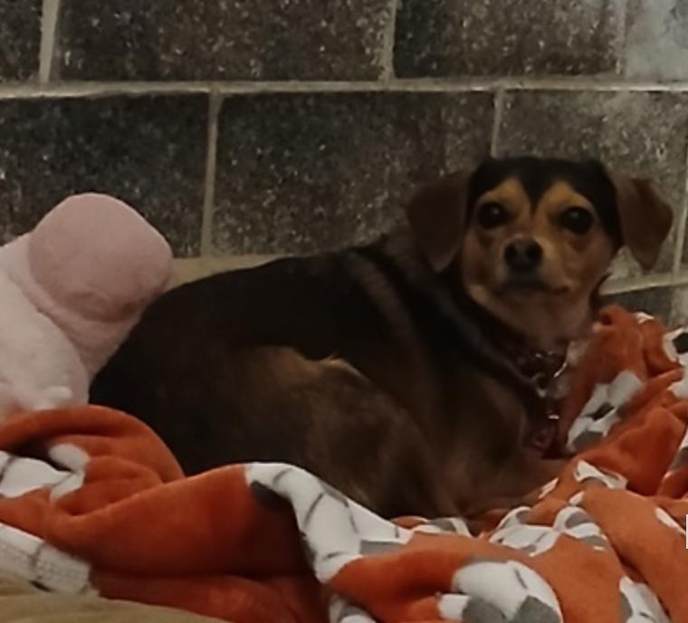 Enlarge Beanie Girl, a ADOPTABLE mixed breed in Marshall, NC image 1/1