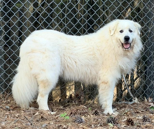 Enlarge Anna Grace, a ADOPTABLE Great Pyrenees in Atlanta, GA image 1/1