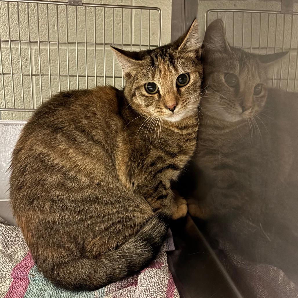 Enlarge Nancy Drew, a Adoptable Domestic Short Hair in Bristol, IN image 1/1