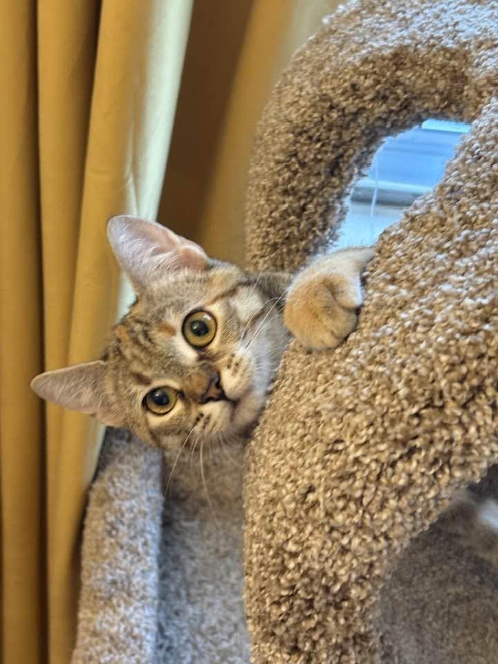 Enlarge Cleo, a ADOPTABLE Tabby in Louisville, KY image 2/4