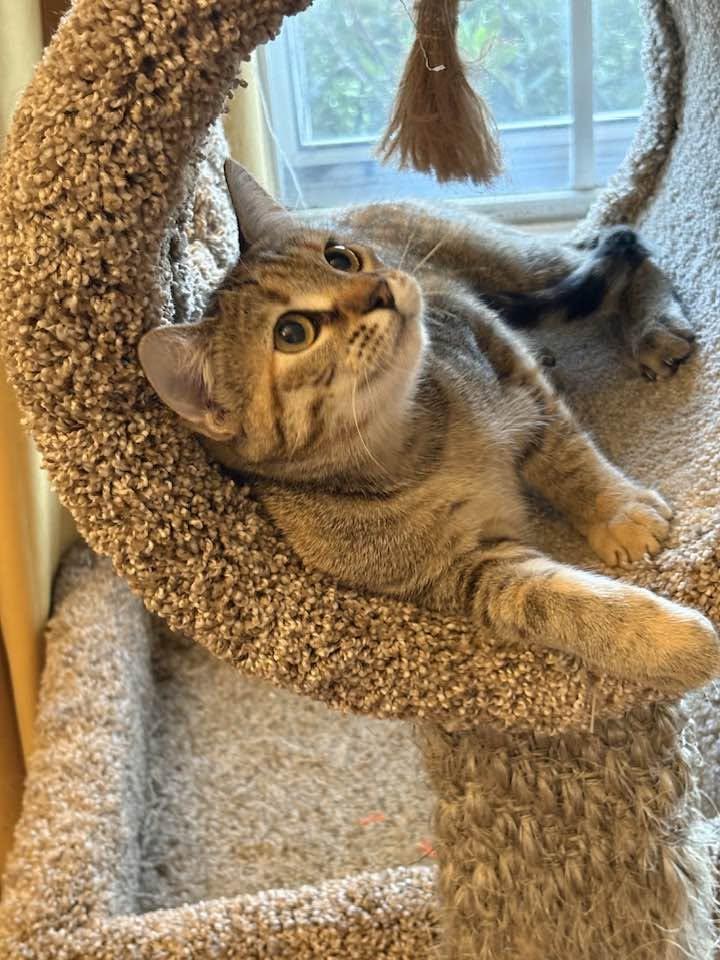 Enlarge Cleo, a ADOPTABLE Tabby in Louisville, KY image 3/4