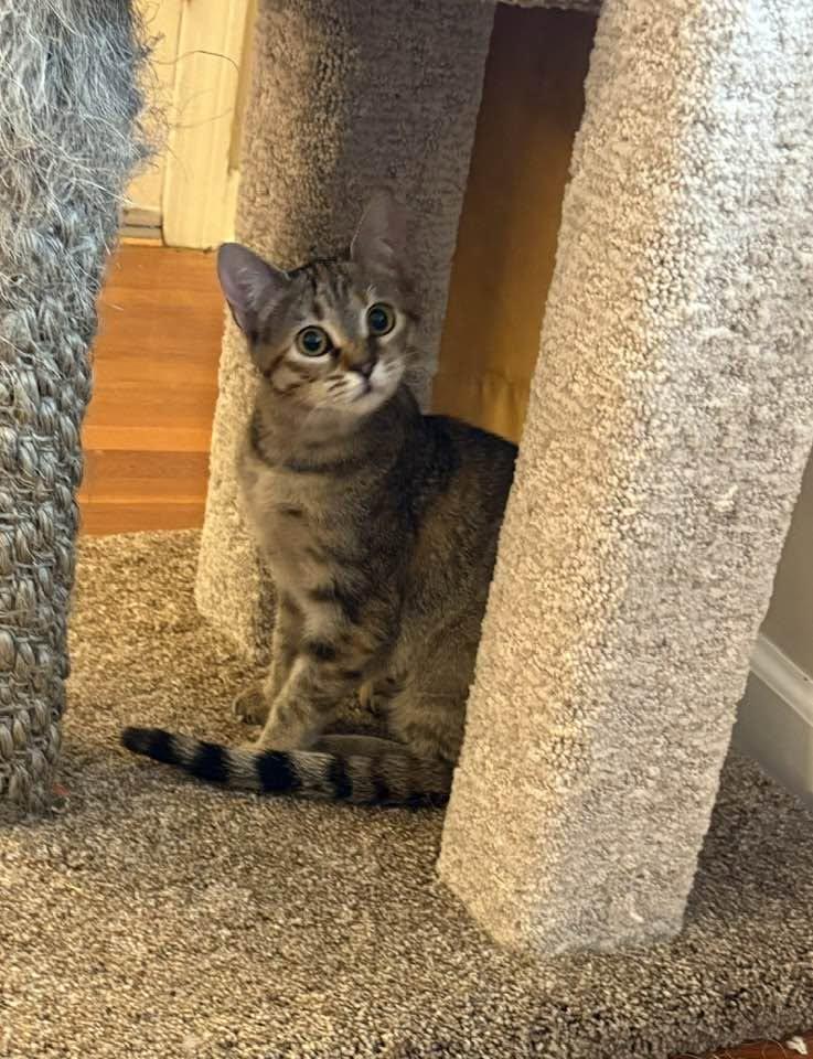 Enlarge Cleo, a ADOPTABLE Tabby in Louisville, KY image 4/4