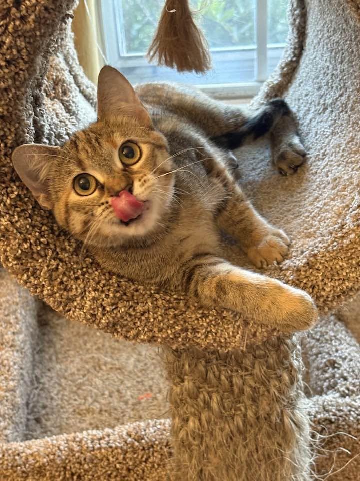 Cleo, ADOPTABLE, Young Female Tabby.
