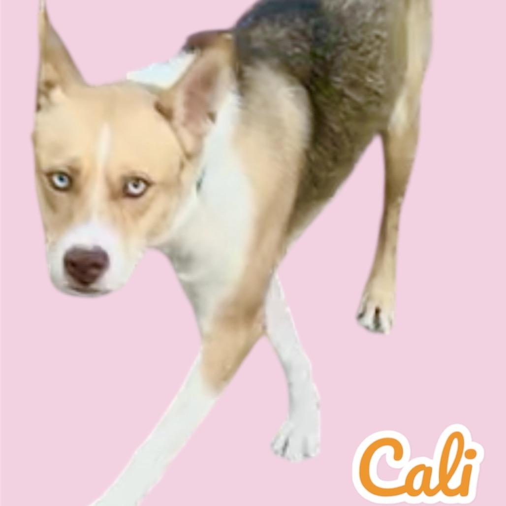 Enlarge Cali, a Adoptable mixed breed in Scottsdale, AZ image 1/1