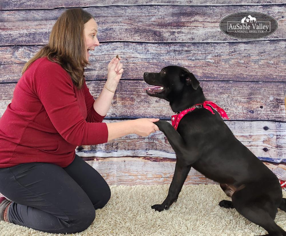 Enlarge Munster, a Adoptable Mixed Breed in Grayling, MI image 5/6