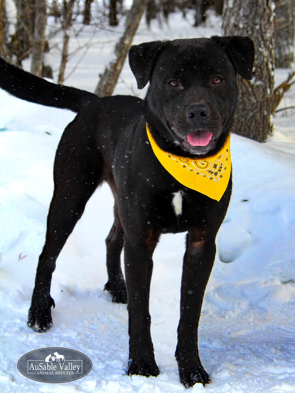Enlarge Munster, a Adoptable Mixed Breed in Grayling, MI image 4/6