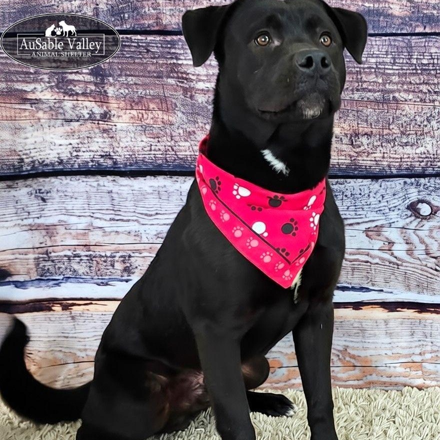 Munster, Adoptable, Young Male Mixed Breed.