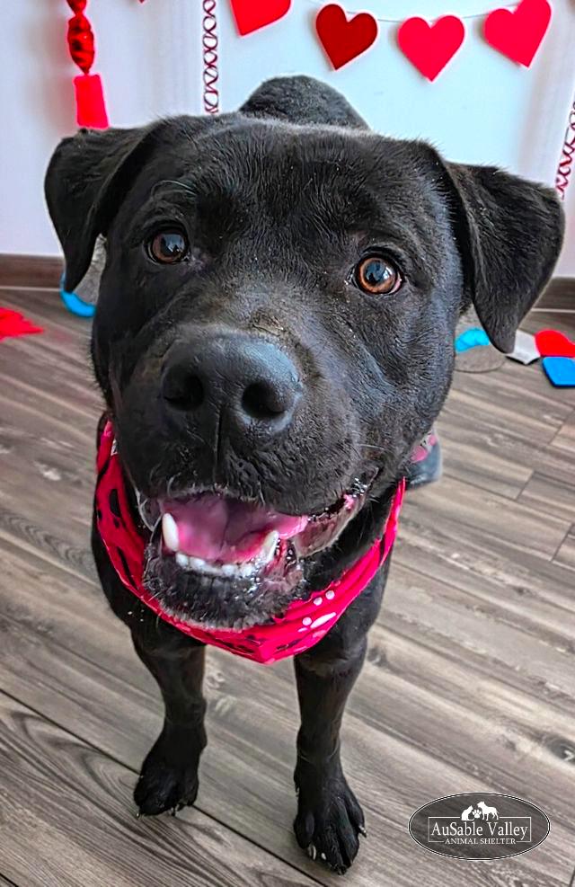 Enlarge Munster, a Adoptable Mixed Breed in Grayling, MI image 3/6