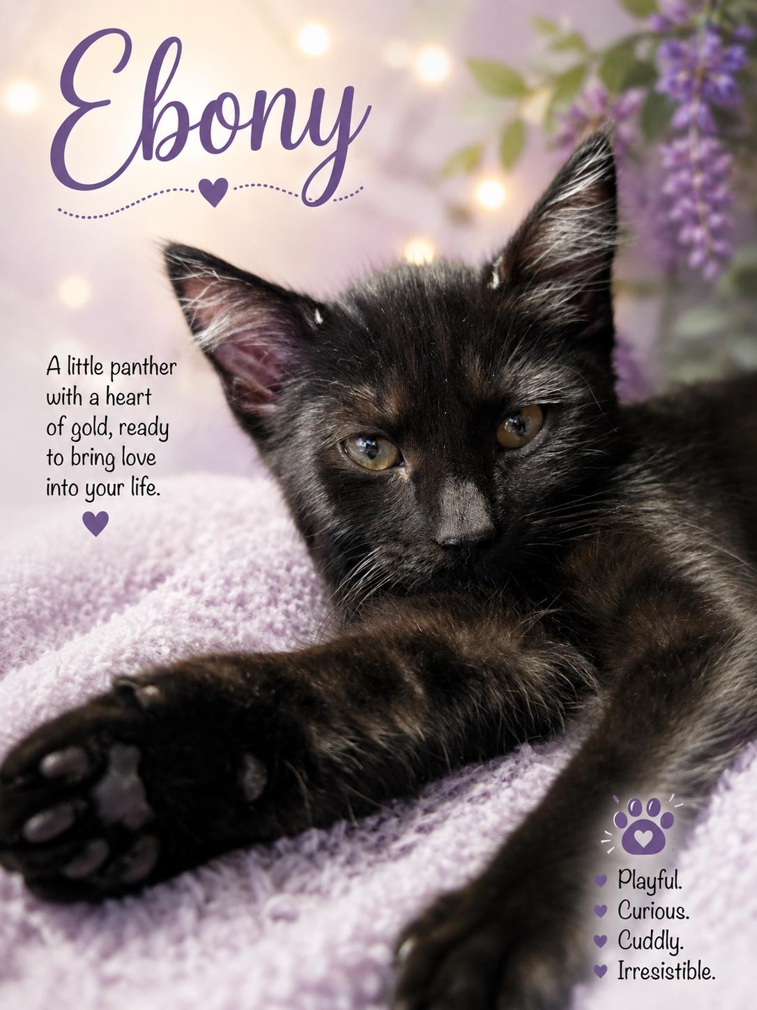 Meet Ash, Ebony & Cedar-3 Sweet Kittens, 3 Big Personalities, a Adoptable Tabby in Laurel, MD image 2/5