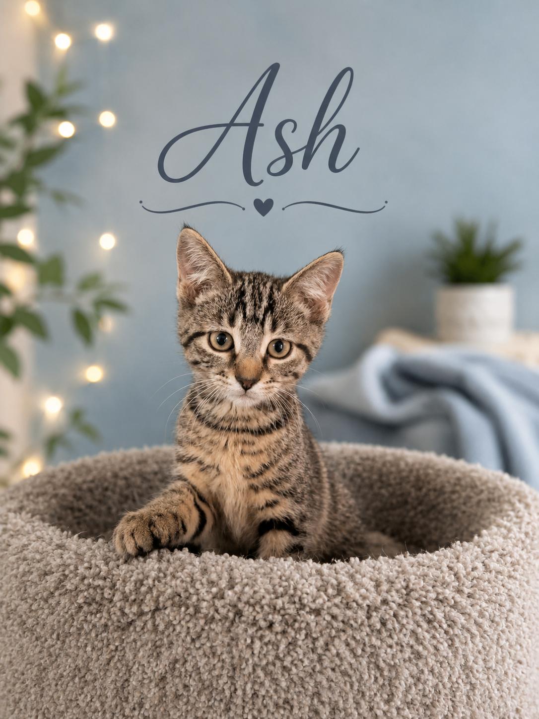 Meet Ash, Ebony & Cedar-3 Sweet Kittens, 3 Big Personalities, a Adoptable Tabby in Laurel, MD image 3/5
