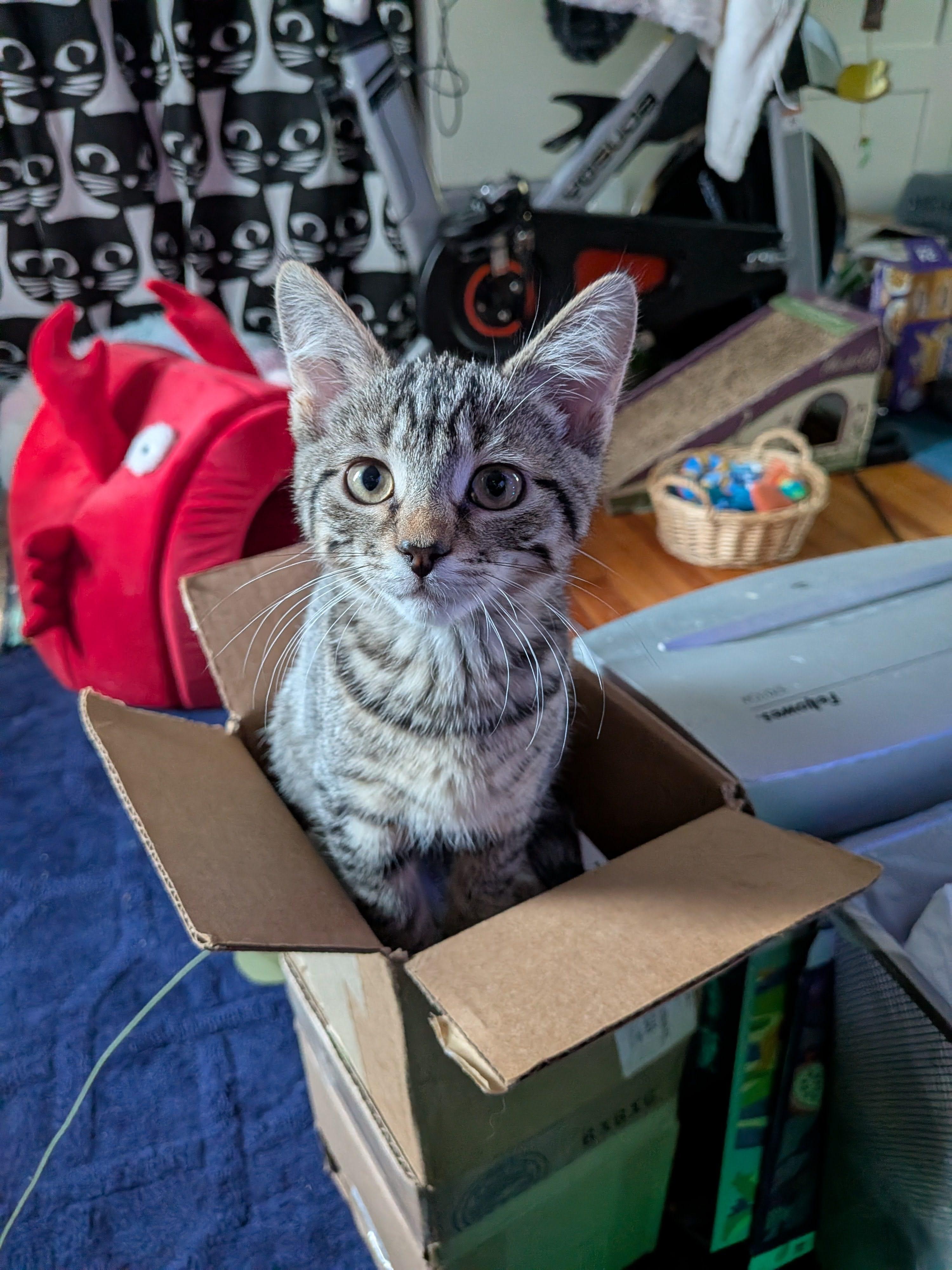 Meet Ash-A Sweet Kitten with a Big Personality, a Adoptable Tabby in Laurel, MD image 2/4