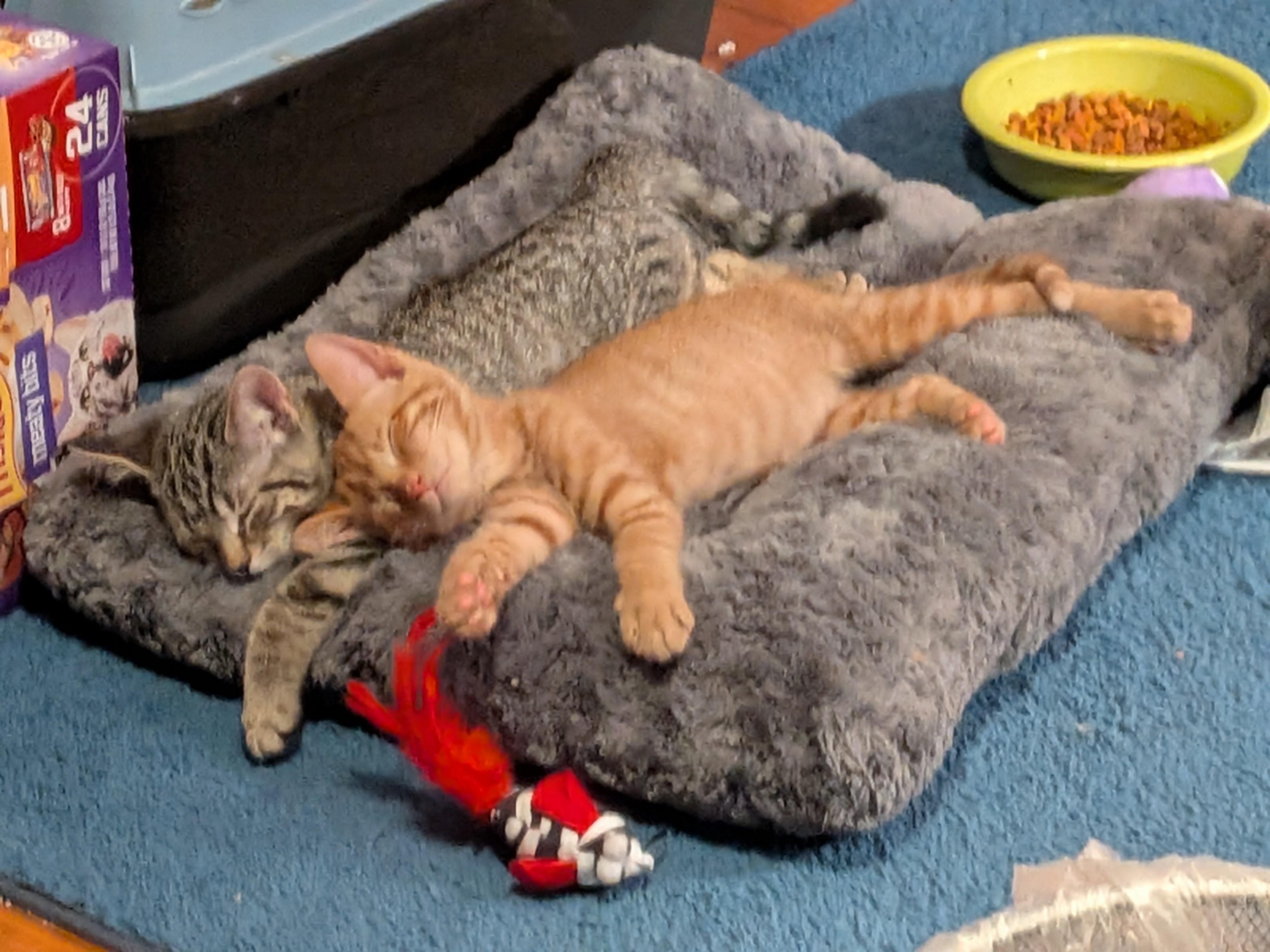 Meet Ash, Ebony & Cedar-3 Sweet Kittens, 3 Big Personalities, a Adoptable Tabby in Laurel, MD image 4/5