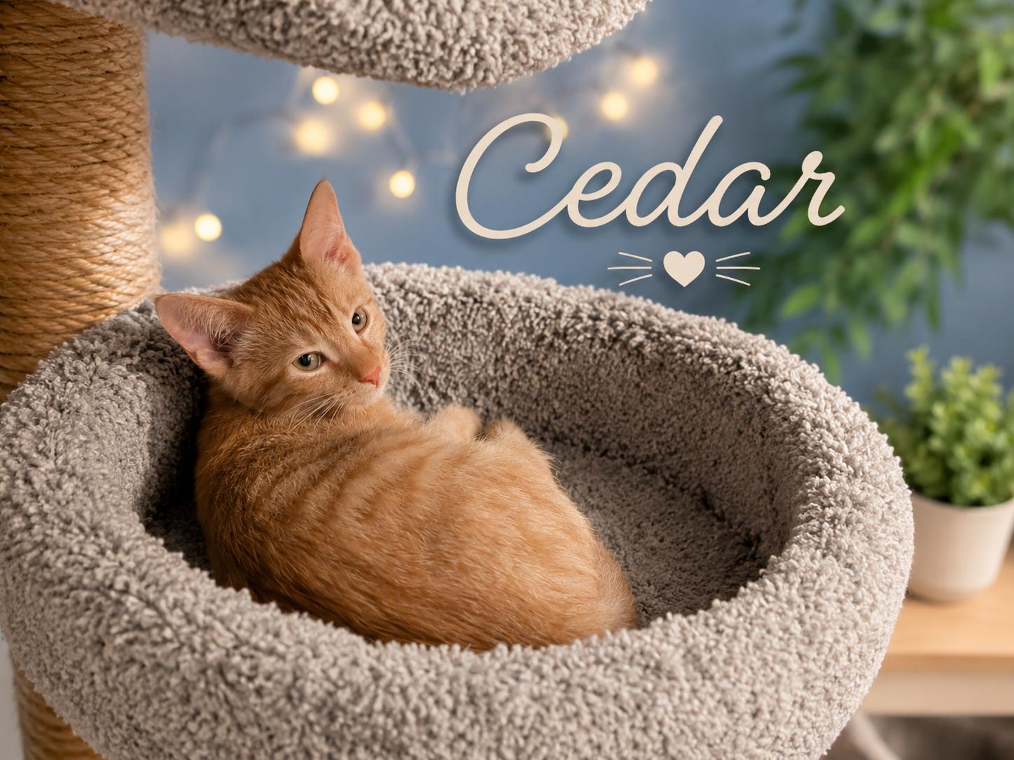 Meet Ash, Ebony & Cedar-3 Sweet Kittens, 3 Big Personalities, a Adoptable Tabby in Laurel, MD image 5/5