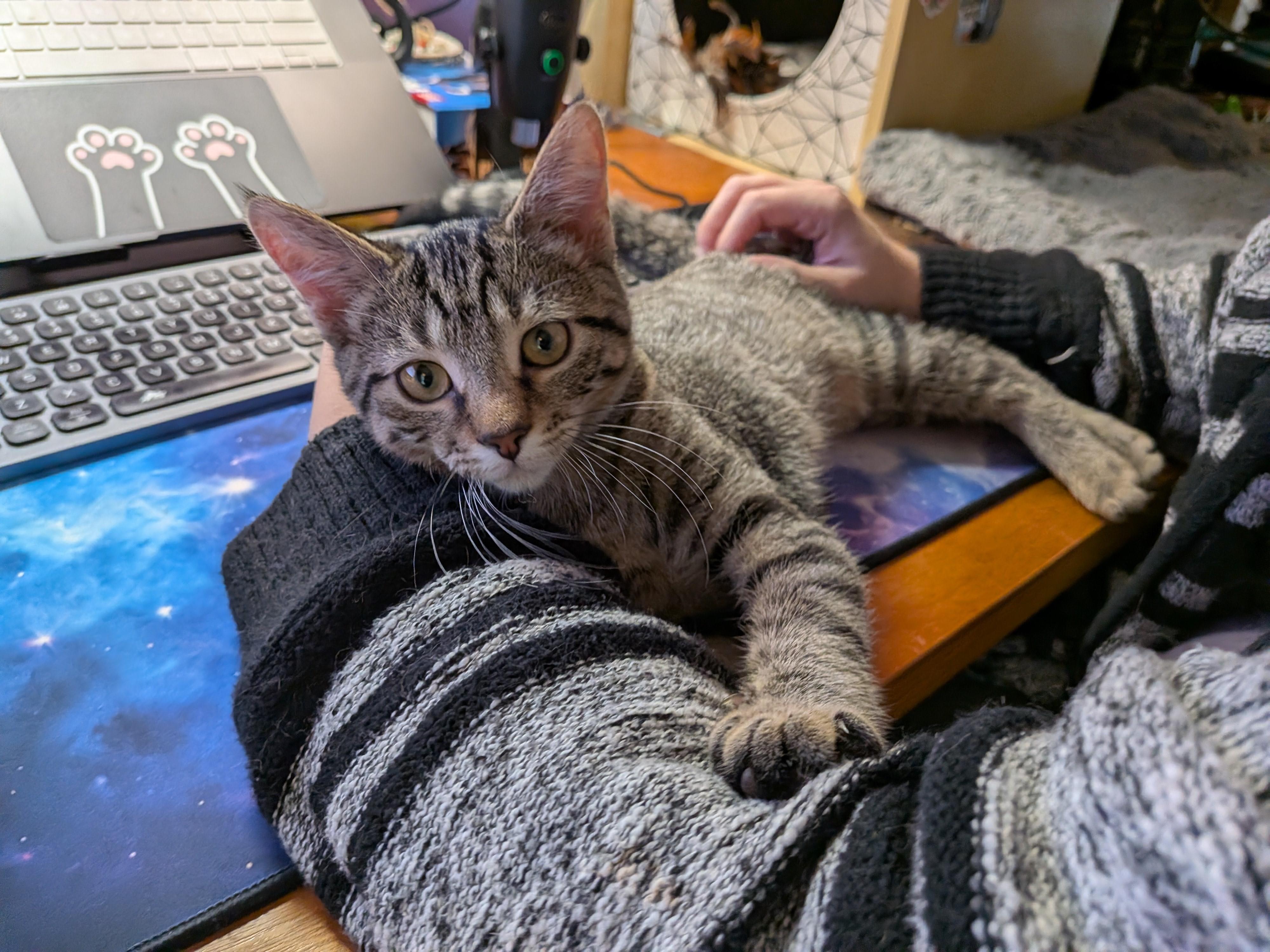 Meet Ash-A Sweet Kitten with a Big Personality, a Adoptable Tabby in Laurel, MD image 4/4