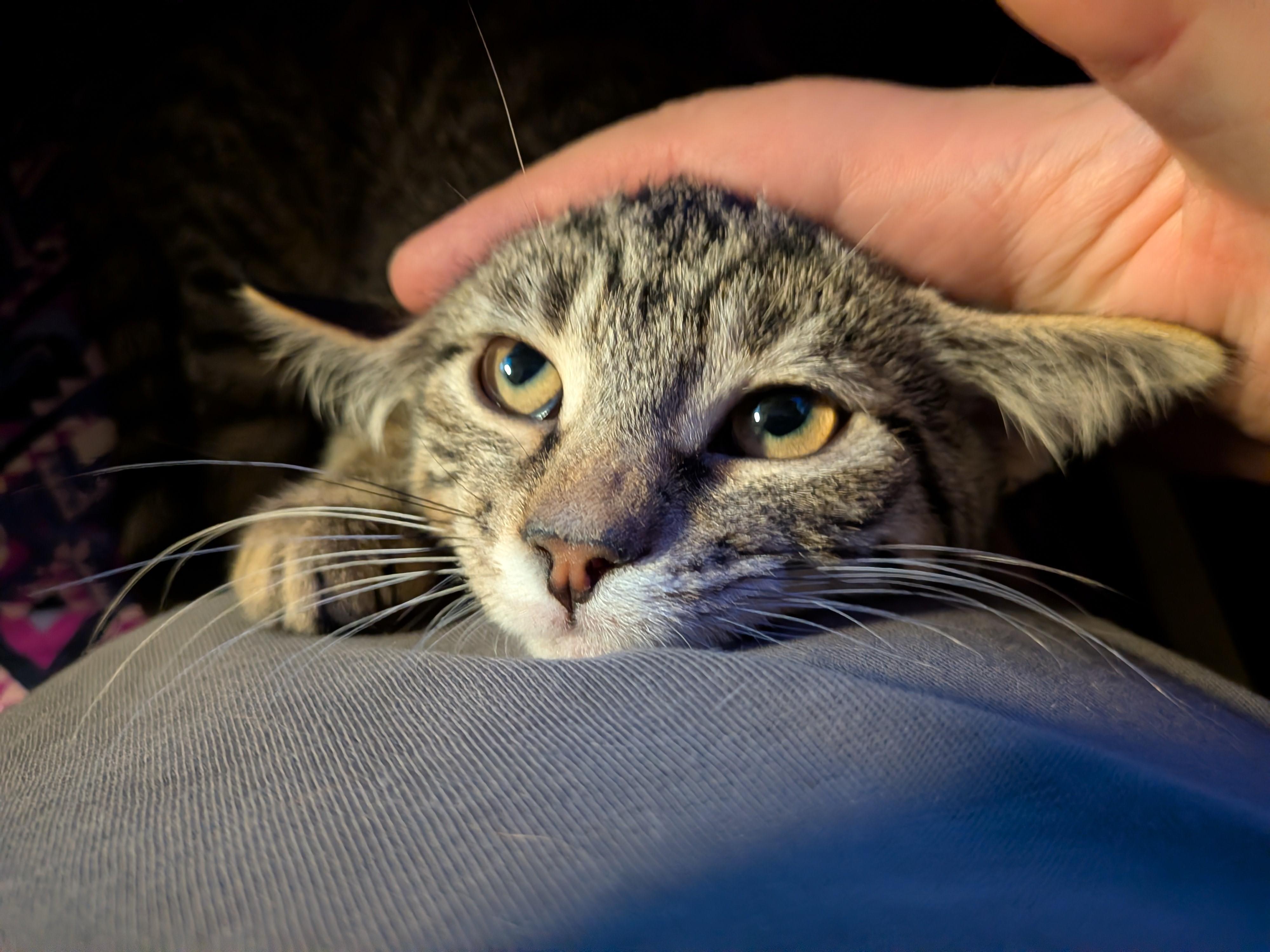 Meet Ash-A Sweet Kitten with a Big Personality, a Adoptable Tabby in Laurel, MD image 3/4