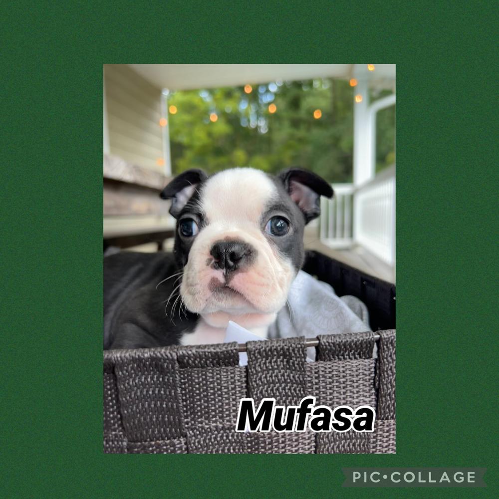 Enlarge Mufasa S. -  4736 - Hayesville NC, a Adoptable Boston Terrier in Maryville, TN image 1/1