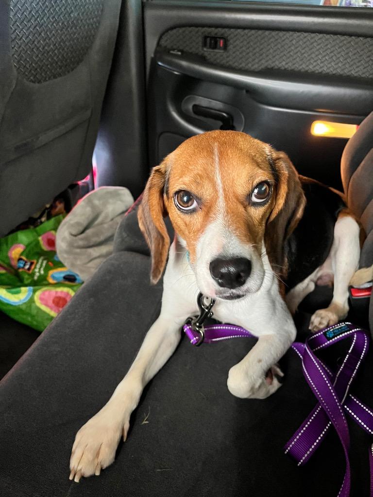 Binx, Adoptable, Adult Male Beagle.