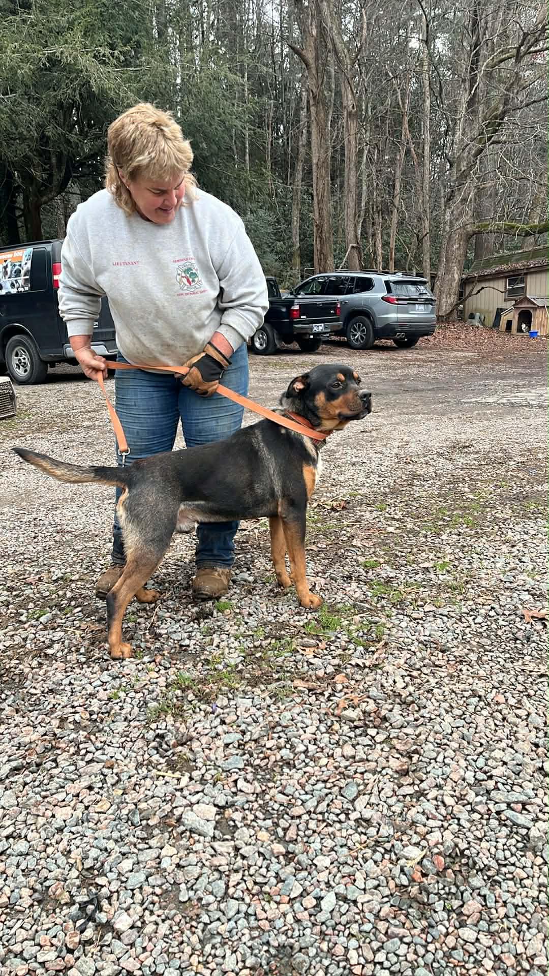 Enlarge Johnny B , an adopted mixed breed in Mountain City, TN image 1/1