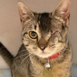 Priscilla, adopted, Adult Female Domestic Short Hair.
