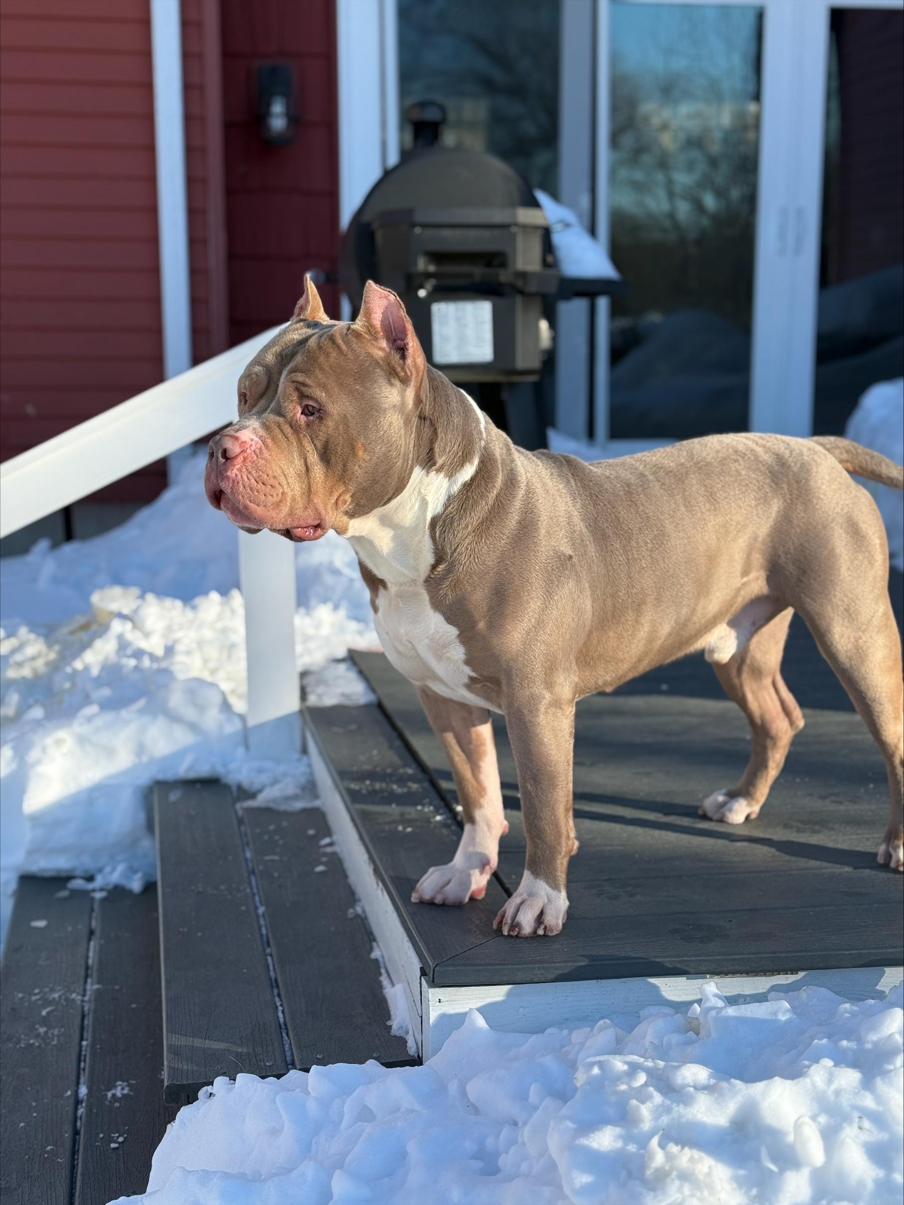 Axel, an adopted Pit Bull Terrier in Winthrop, MA image 4/4