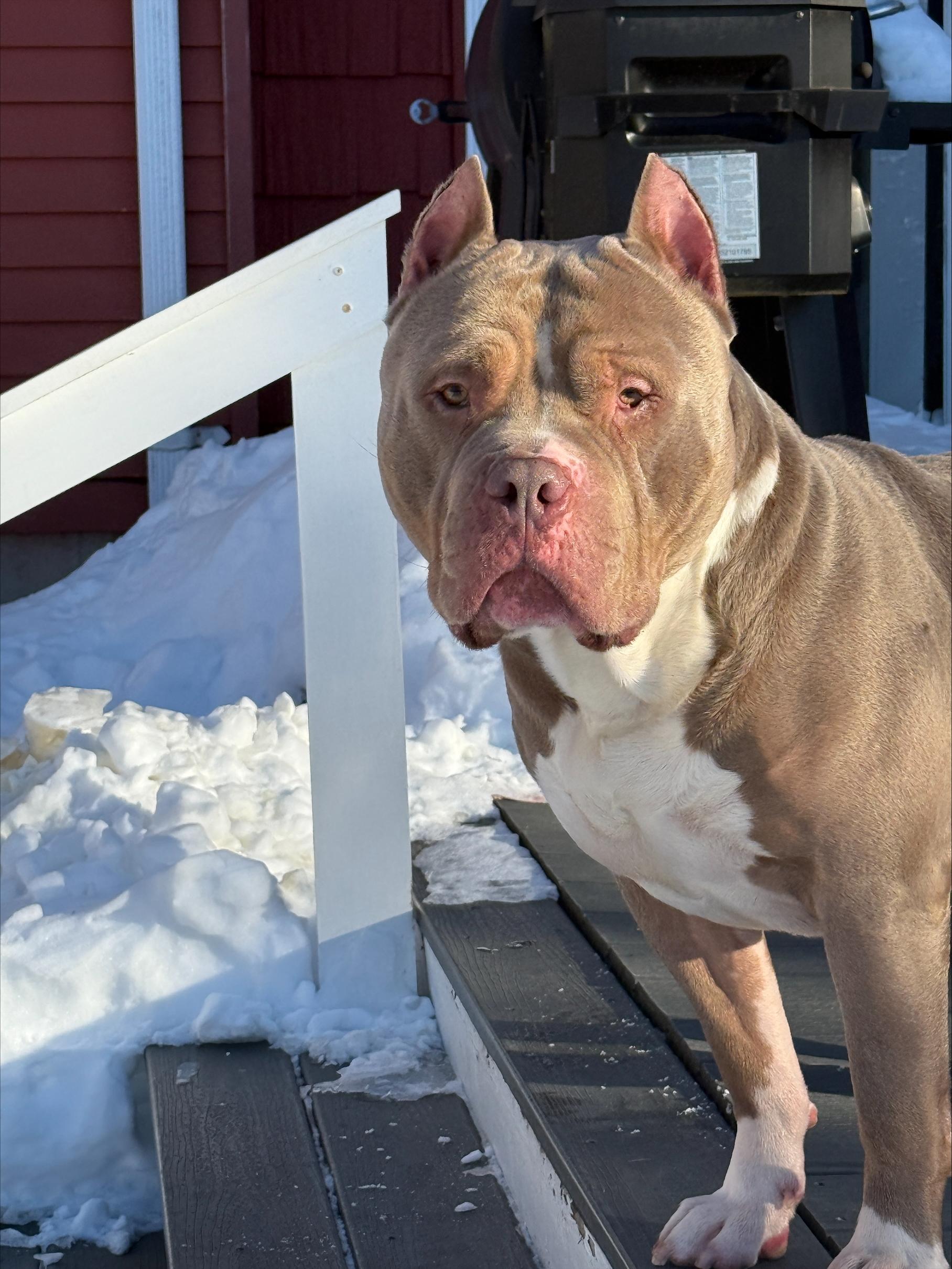 Axel, an adopted Pit Bull Terrier in Winthrop, MA image 1/4