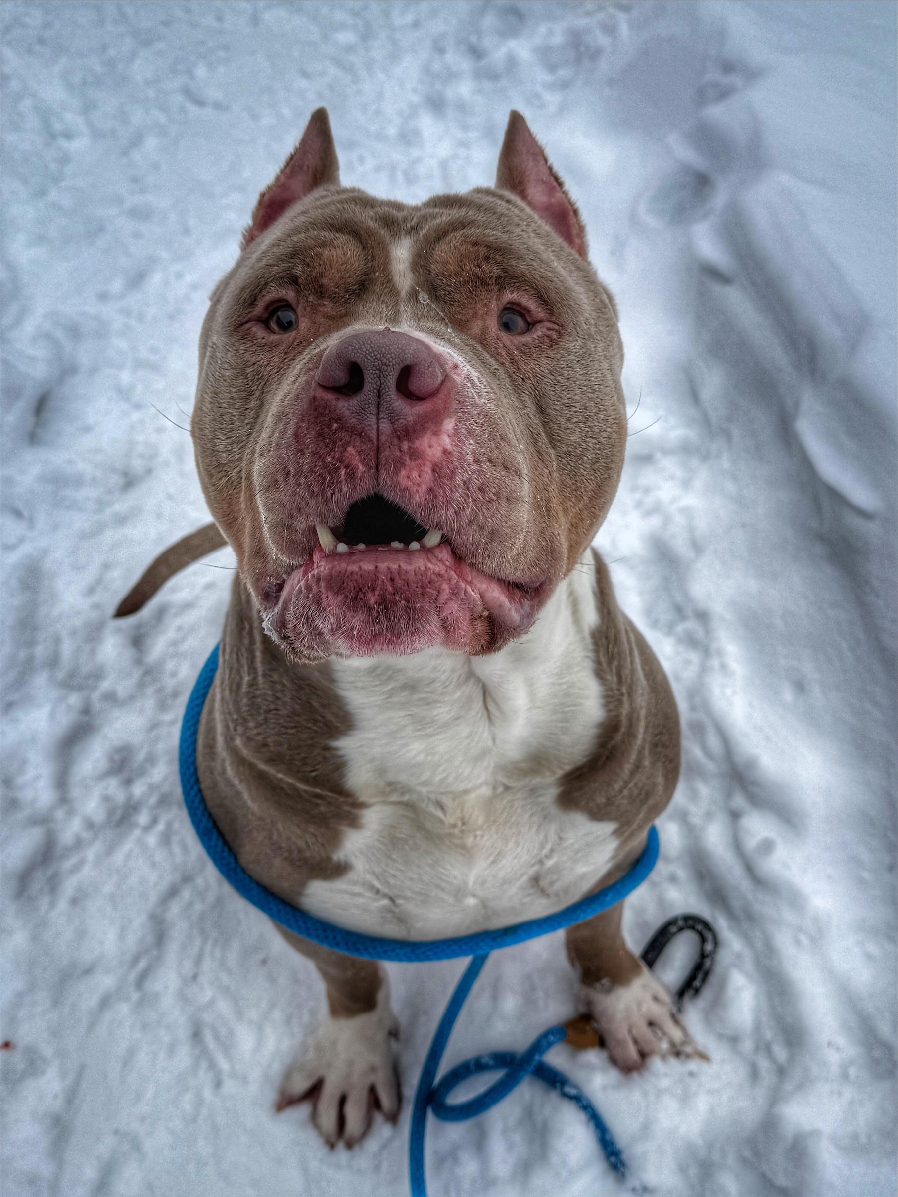 Axel, an adopted Pit Bull Terrier in Winthrop, MA image 3/4