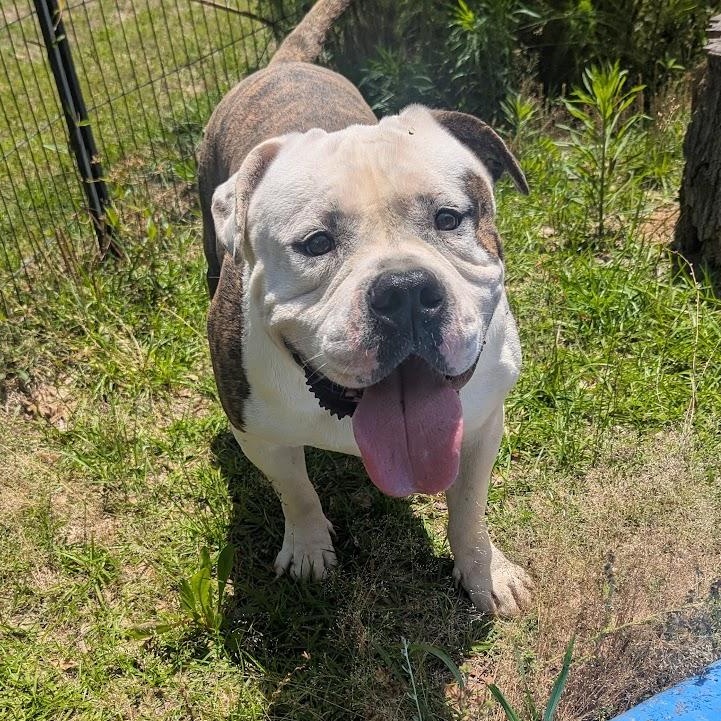 RODGER, Adoptable, Adult Male Bulldog.
