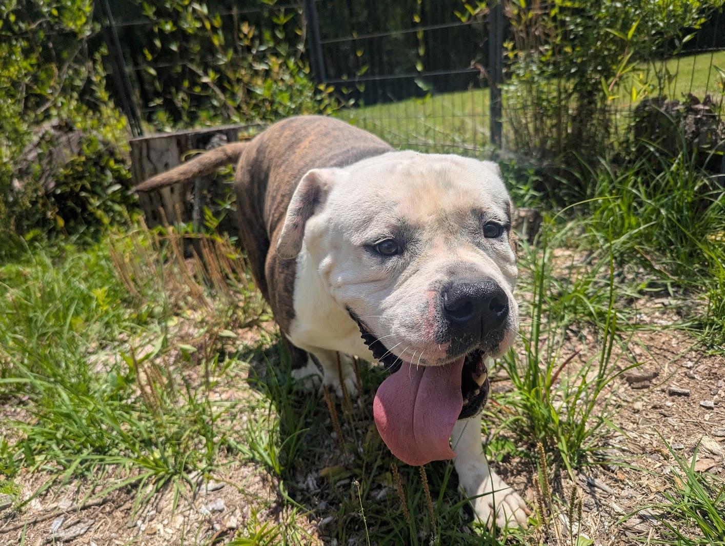 Enlarge RODGER, a Adoptable mixed breed in Fosters, AL image 2/5