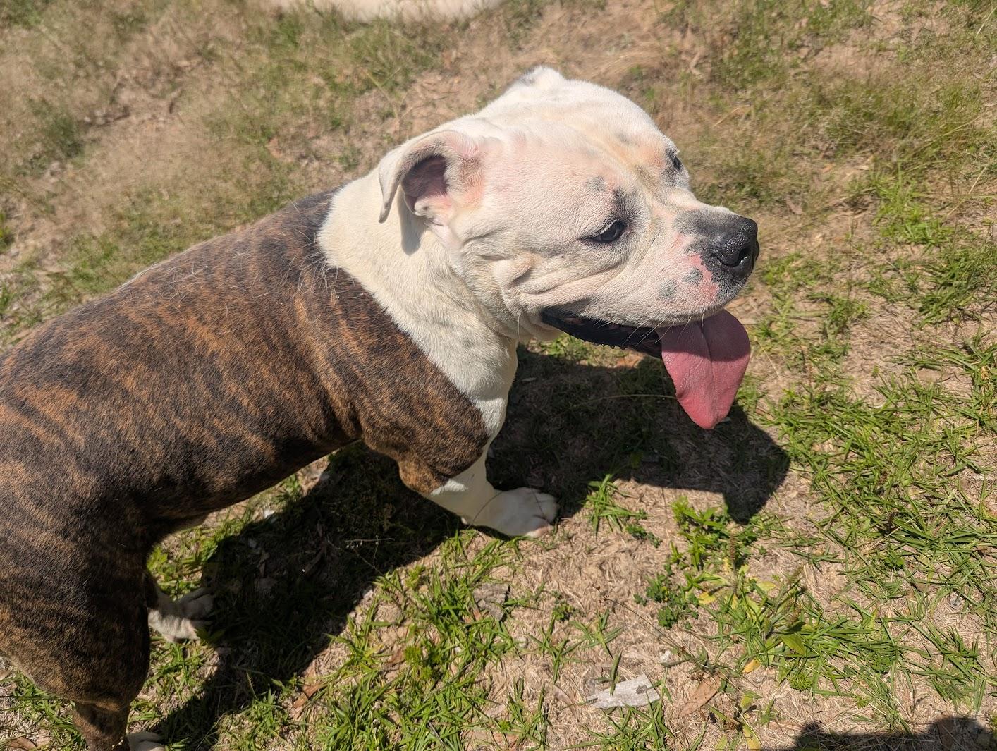 Enlarge RODGER, a Adoptable mixed breed in Fosters, AL image 4/5