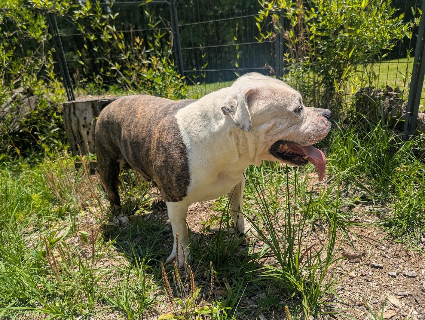 Enlarge RODGER, a Adoptable mixed breed in Fosters, AL image 3/5