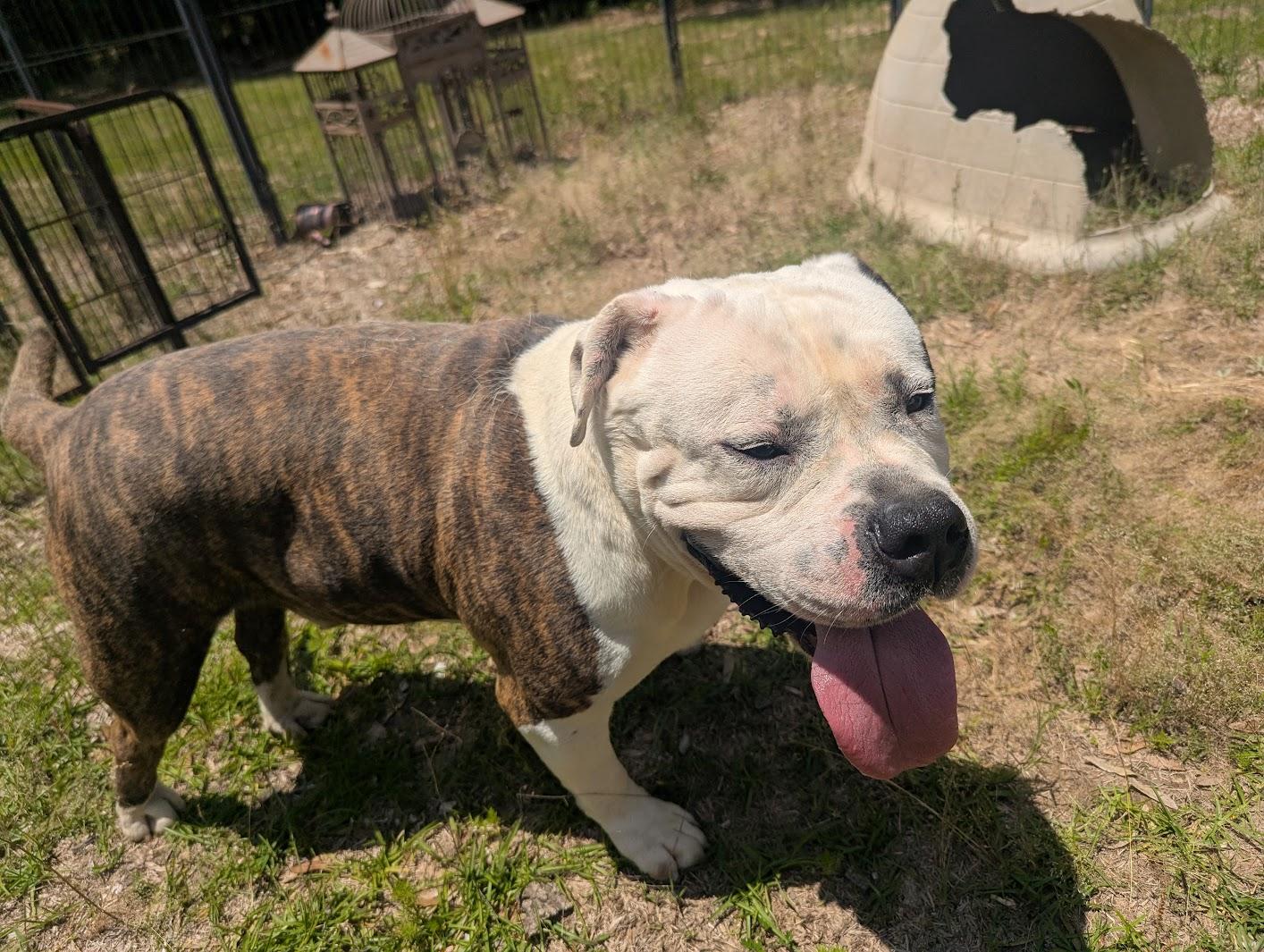 Enlarge RODGER, a Adoptable mixed breed in Fosters, AL image 5/5