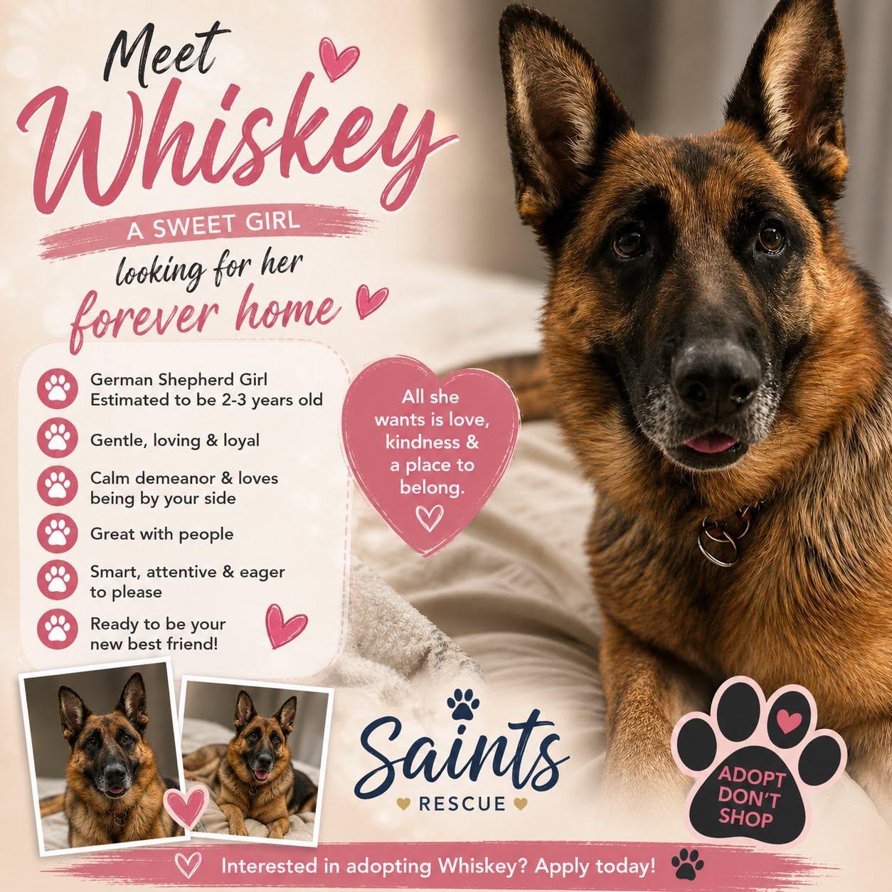 Enlarge WHISKEY, a ADOPTABLE German Shepherd Dog in Weirton, WV image 3/4