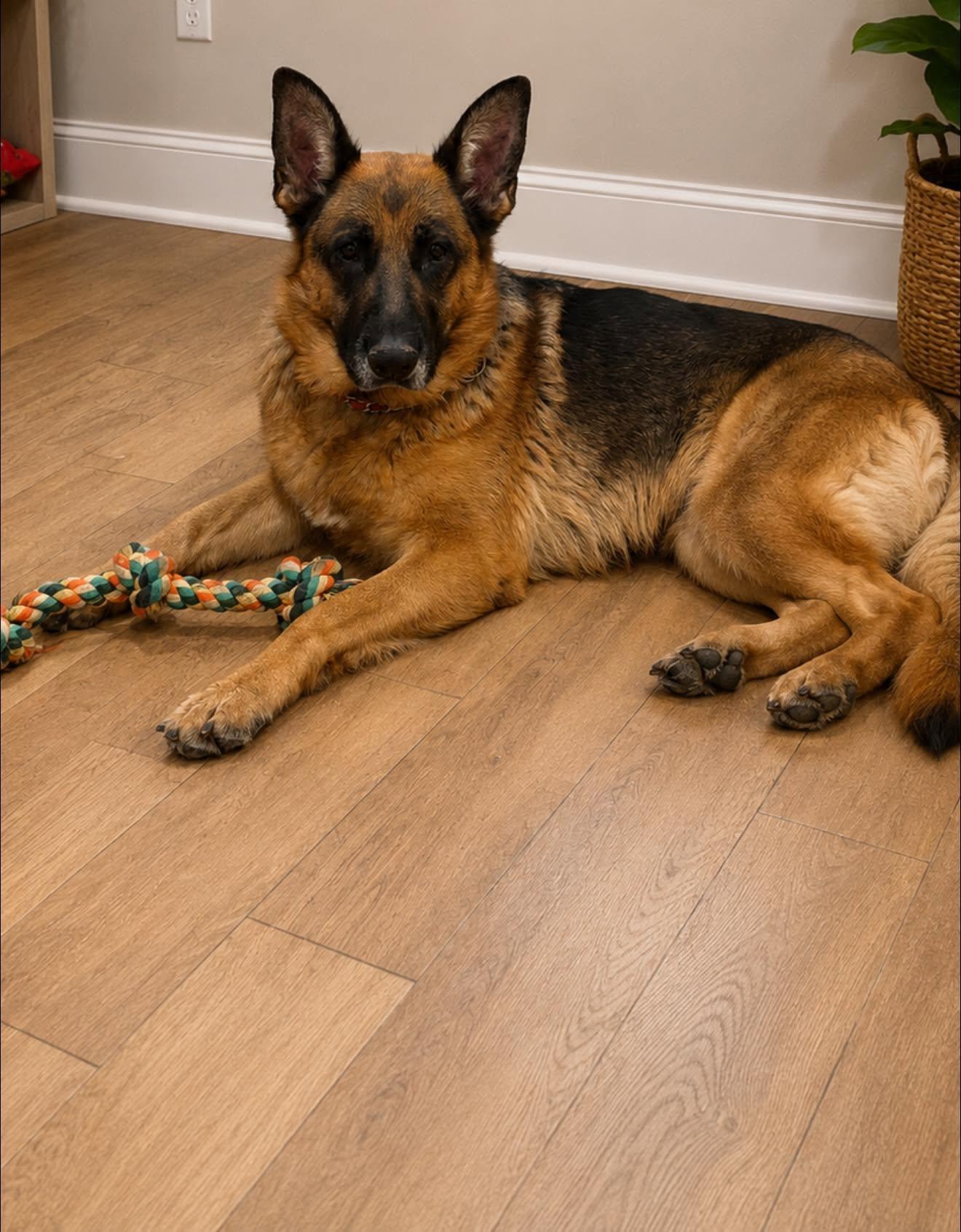 Enlarge WHISKEY, a ADOPTABLE German Shepherd Dog in Weirton, WV image 2/4