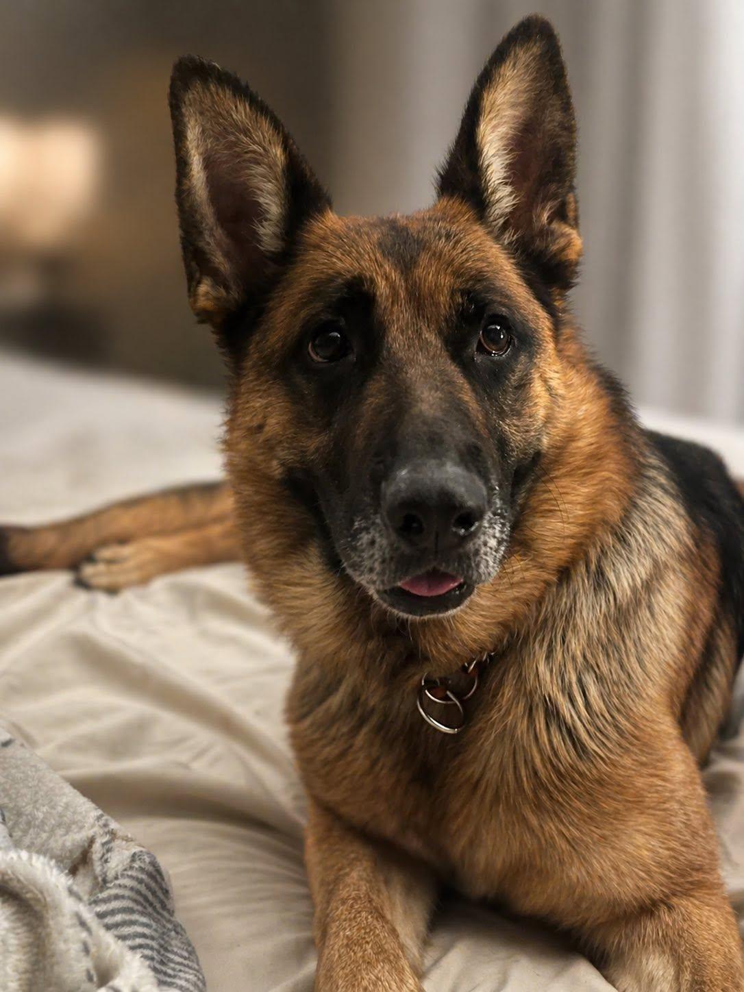Enlarge WHISKEY, a ADOPTABLE German Shepherd Dog in Weirton, WV image 4/4