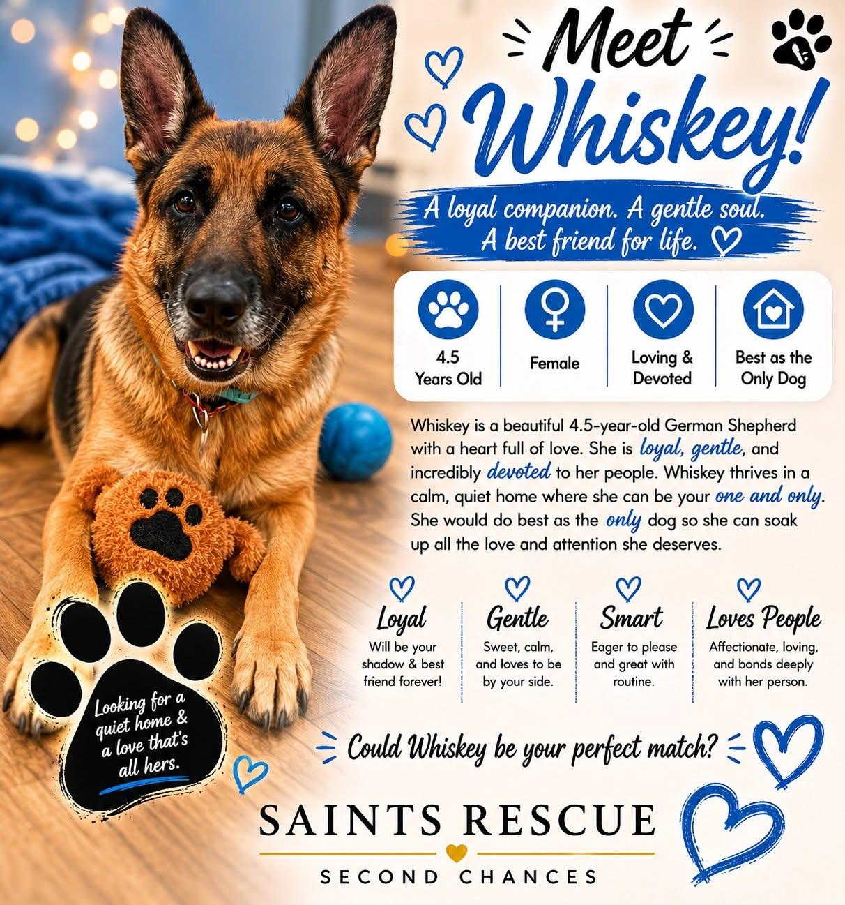WHISKEY, ADOPTABLE, Adult Female German Shepherd Dog.