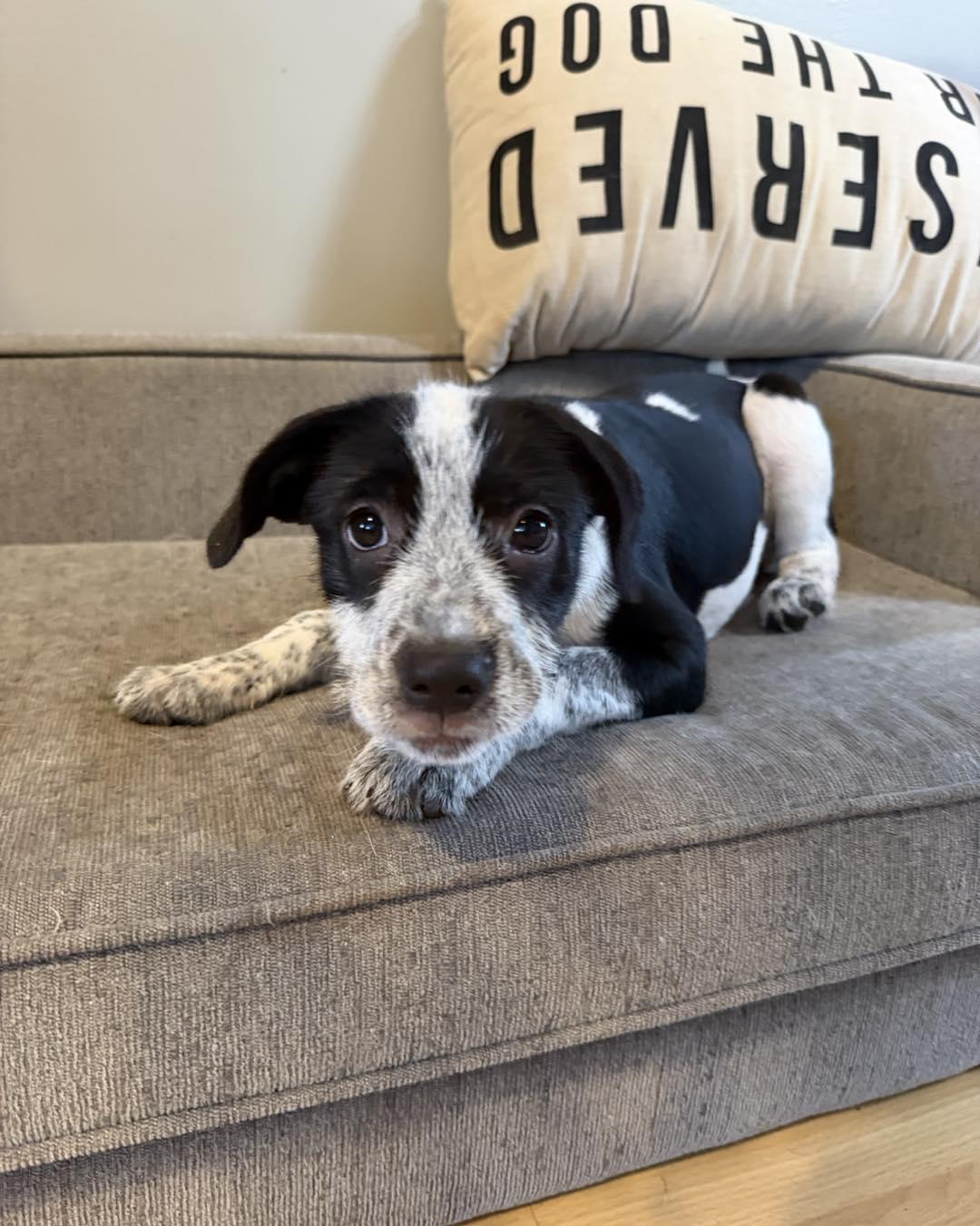 Enlarge Tinsel, a ADOPTABLE mixed breed in Grafton, MA image 5/6