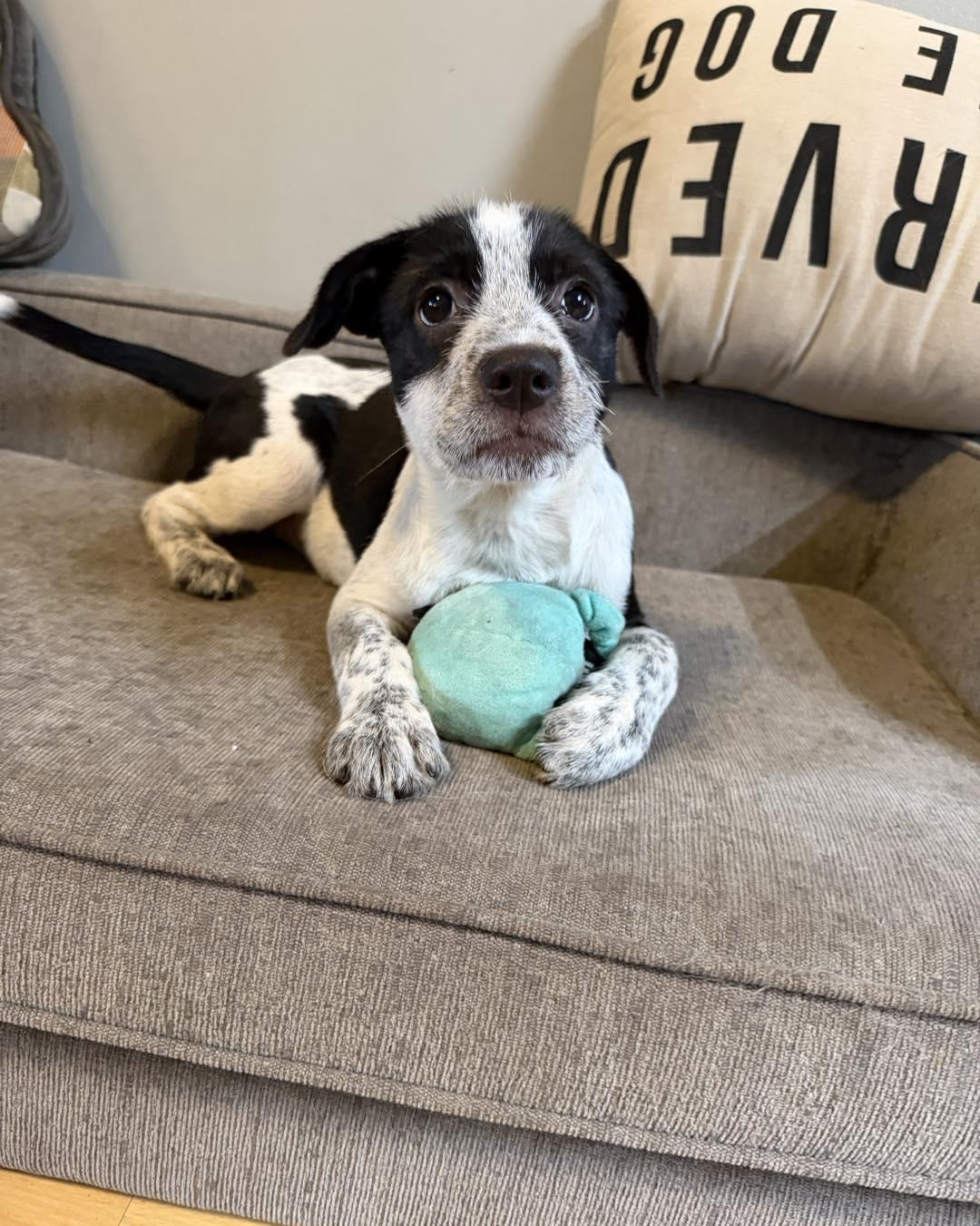 Enlarge Tinsel, a ADOPTABLE mixed breed in Grafton, MA image 2/6