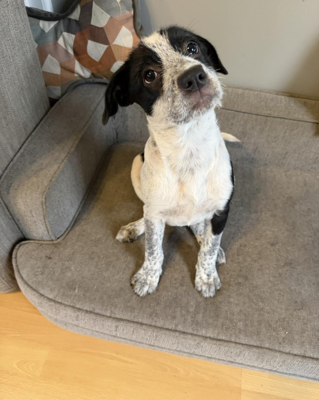 Enlarge Tinsel, a ADOPTABLE mixed breed in Grafton, MA image 4/6