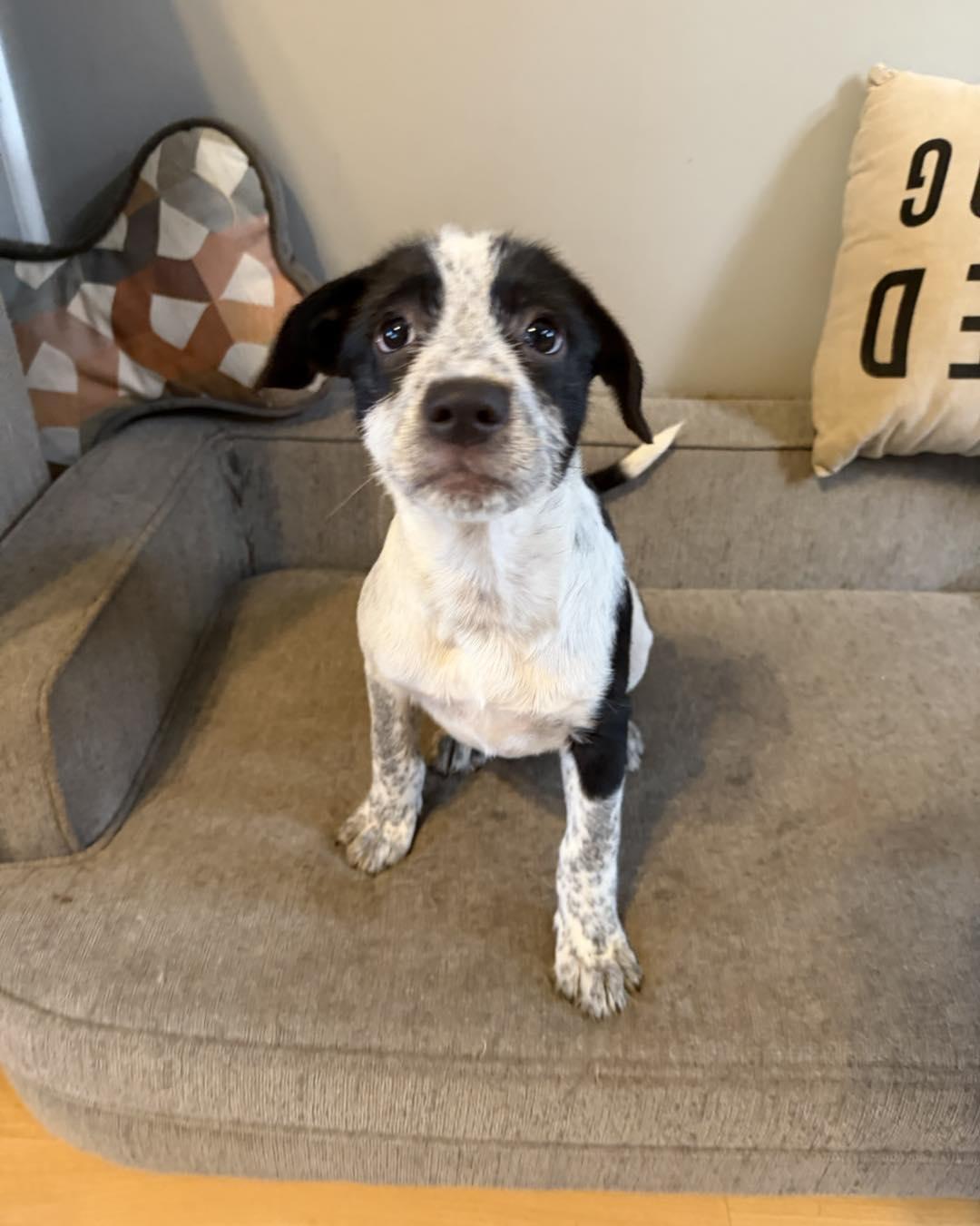 Enlarge Tinsel, a ADOPTABLE mixed breed in Grafton, MA image 1/6