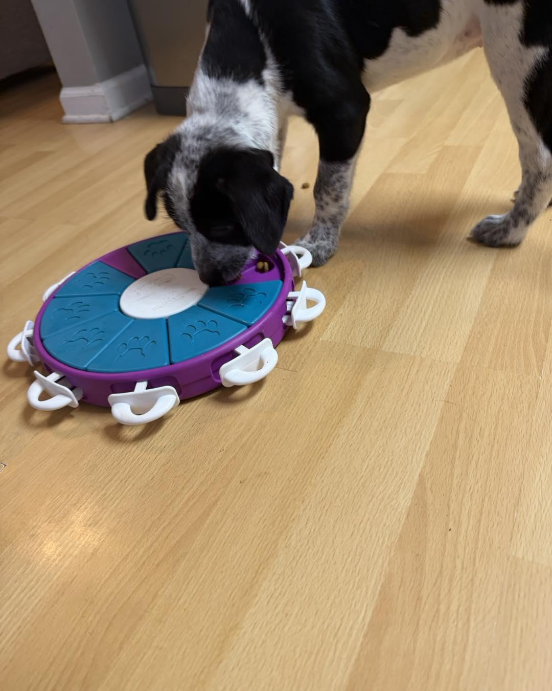 Enlarge Tinsel, a ADOPTABLE mixed breed in Grafton, MA image 6/6