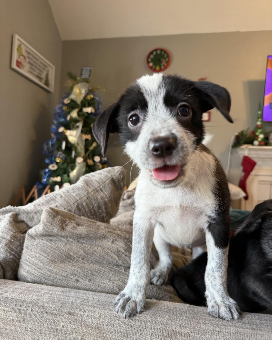 Enlarge Tinsel, a ADOPTABLE mixed breed in Grafton, MA image 3/6