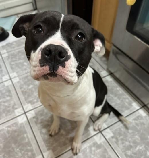 ECHO, Adoptable, Young Female Pit Bull Terrier.