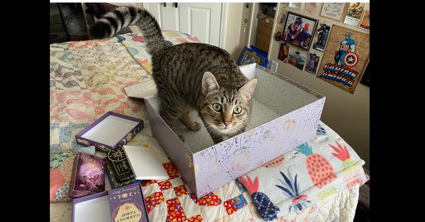 Enlarge Ashe, a Adoptable Domestic Short Hair in Saint Augustine, FL image 1/4