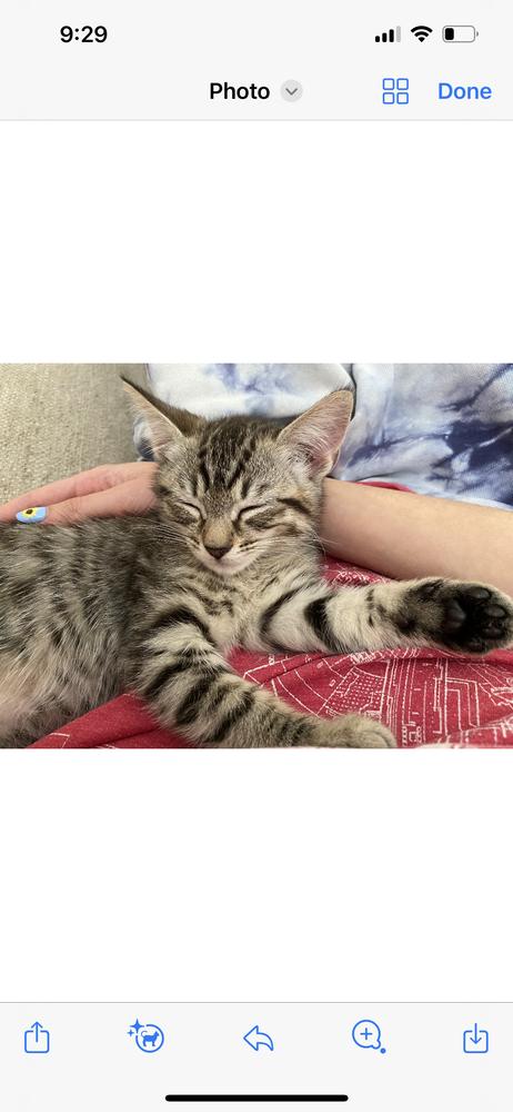 Enlarge Ashe, a Adoptable Domestic Short Hair in Saint Augustine, FL image 2/4