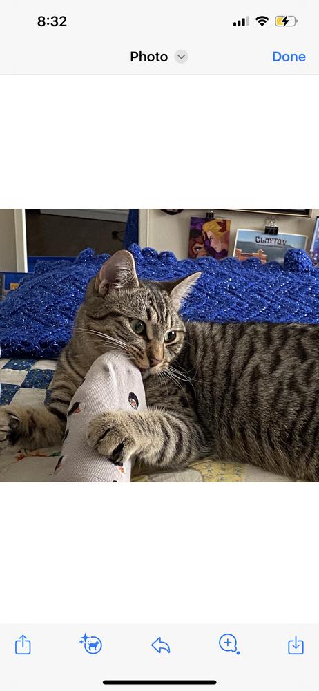 Enlarge Ashe, a Adoptable Domestic Short Hair in Saint Augustine, FL image 3/4